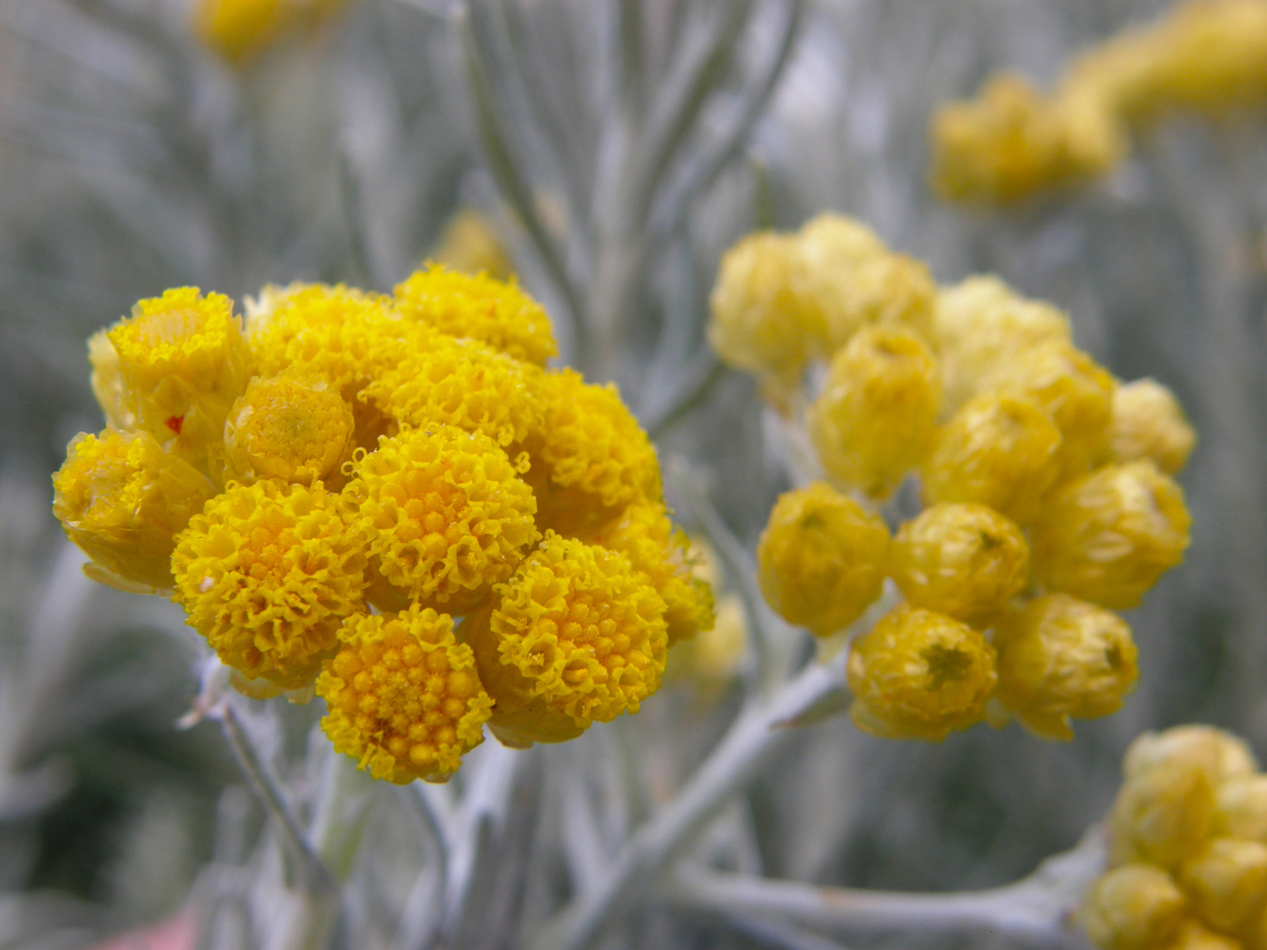 Mediterranean strawflower - Helicrysum stoechas Cala de Finestrat.<br />
<a href="http://www.apatita.com/herbario/especie.php?id=Helichrysum_stoechas" rel="nofollow">http://www.apatita.com/herbario/especie.php?id=Helichrysum_stoechas</a> Geotagged,Helichrysum stoechas,Helicrysum stoechas,Spain,Spring