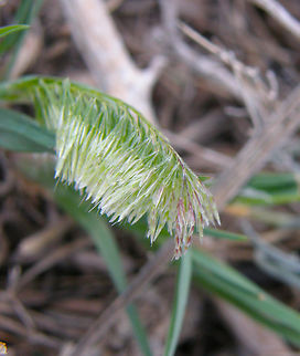 Golden dog's-tail - Lamarckia aurea Cala de Finestrat.
http://www.apatita.com/herbario/especie.php?id=Lamarckia_aurea Geotagged,Lamarckia,Lamarckia aurea,Spain,Spring