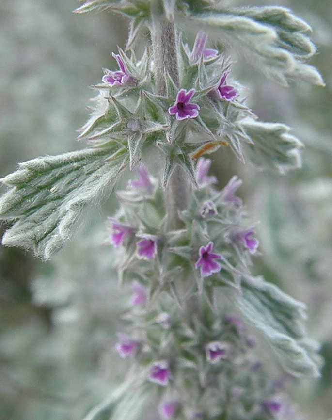Hierba de la rabia - Marrubium alysson Cala de Finestrat.<br />
<a href="http://www.apatita.com/herbario/especie.php?id=Marrubium_alysson" rel="nofollow">http://www.apatita.com/herbario/especie.php?id=Marrubium_alysson</a> Geotagged,Hierba de la rabia,Marrubium alysson,Spain,Spring