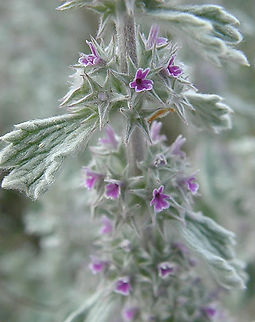 Hierba de la rabia - Marrubium alysson Cala de Finestrat.
http://www.apatita.com/herbario/especie.php?id=Marrubium_alysson Geotagged,Hierba de la rabia,Marrubium alysson,Spain,Spring