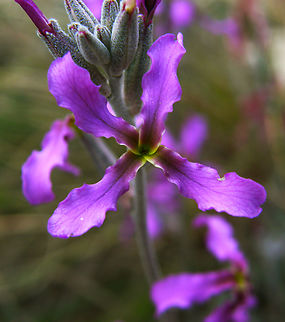 Sad stock - Matthiola fruticulosa Cala de Finestrat.
http://www.apatita.com/herbario/especie.php?id=Matthiola_fruticulosa_subsp_fruticulosa      
https://www.jungledragon.com/image/128681/sad_stock_-_matthiola_fruticulosa.html Geotagged,Matthiola fruticulosa,Spain,Spring