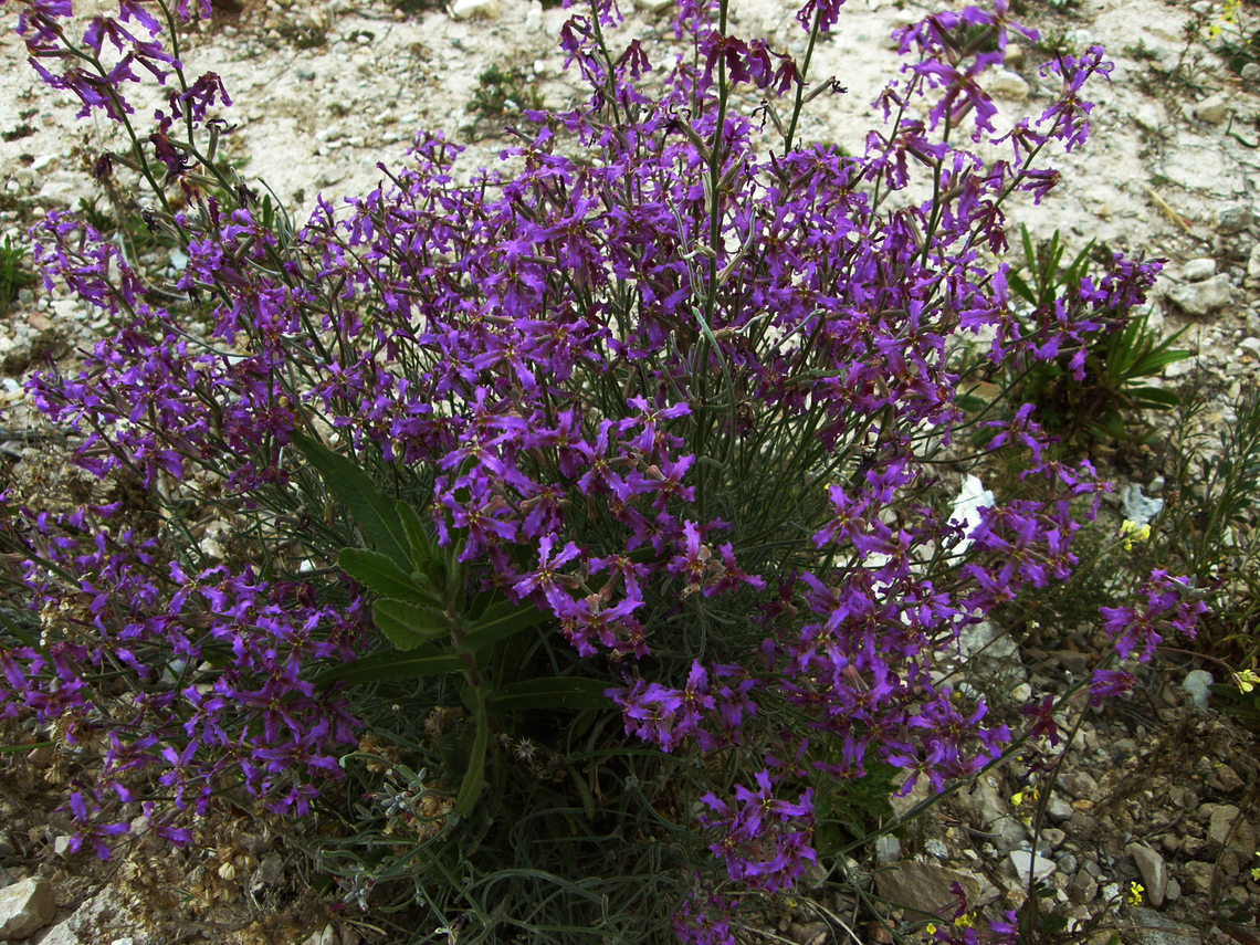 Sad stock - Matthiola fruticulosa Cala de Finestrat.    <br />
<figure class="photo"><a href="https://www.jungledragon.com/image/128680/sad_stock_-_matthiola_fruticulosa.html" title="Sad stock - Matthiola fruticulosa"><img src="https://s3.amazonaws.com/media.jungledragon.com/images/2298/128680_thumb.JPG?AWSAccessKeyId=05GMT0V3GWVNE7GGM1R2&Expires=1769040010&Signature=15NfOt%2BX2DjCZCjh3P154L2cxi8%3D" width="136" height="152" alt="Sad stock - Matthiola fruticulosa Cala de Finestrat.<br />
http://www.apatita.com/herbario/especie.php?id=Matthiola_fruticulosa_subsp_fruticulosa      <br />
https://www.jungledragon.com/image/128681/sad_stock_-_matthiola_fruticulosa.html Geotagged,Matthiola fruticulosa,Spain,Spring" /></a></figure> Geotagged,Matthiola fruticulosa,Spain,Spring