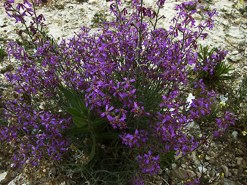 Sad stock - Matthiola fruticulosa Cala de Finestrat.    
https://www.jungledragon.com/image/128680/sad_stock_-_matthiola_fruticulosa.html Geotagged,Matthiola fruticulosa,Spain,Spring