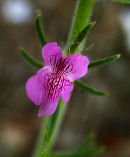 Misopates orontium Cala de Finestrat.
http://www.apatita.com/herbario/especie.php?id=Misopates_orontium       Geotagged,Misopates orontium,Spain,Spring