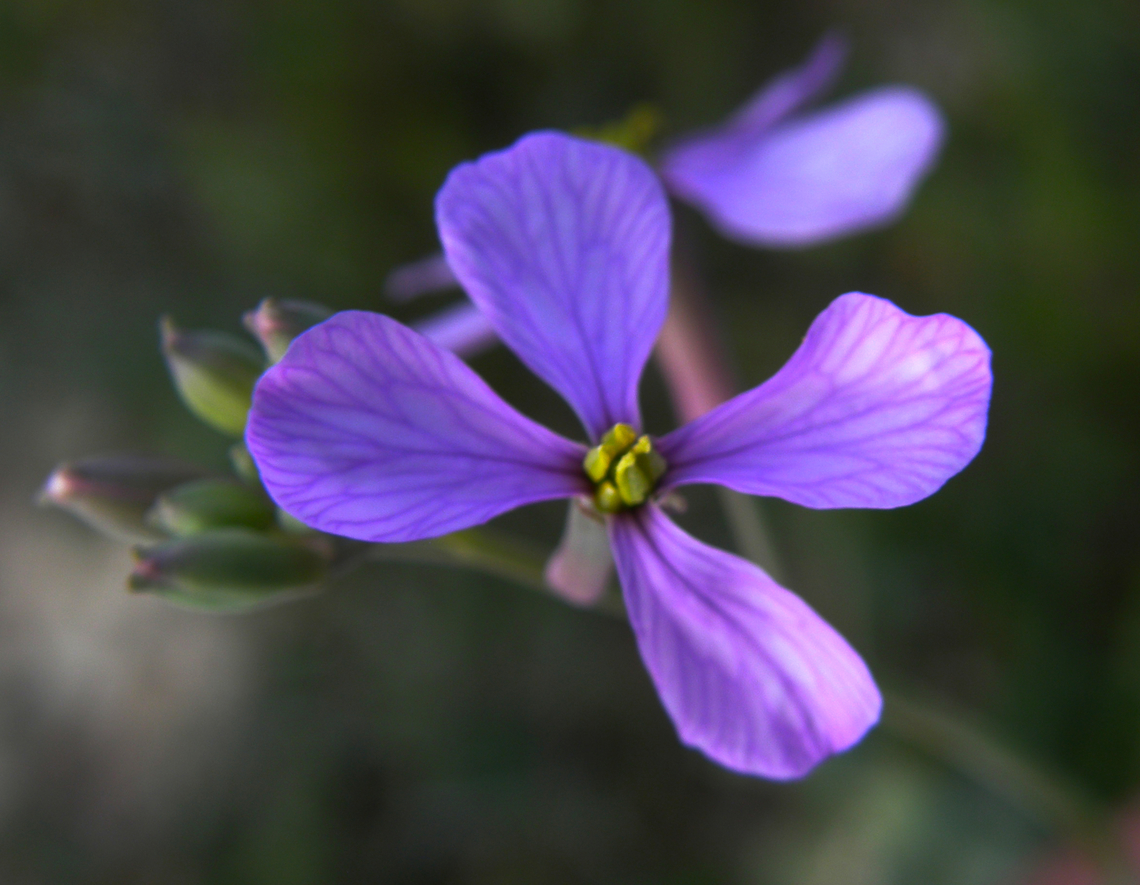 Purple mistress - Moricandia arvensis Cala de Finestrat.    <br />
<a href="http://www.apatita.com/herbario/especie.php?id=Moricandia_arvensis" rel="nofollow">http://www.apatita.com/herbario/especie.php?id=Moricandia_arvensis</a> Geotagged,Moricandia arvensis,Spain,Spring