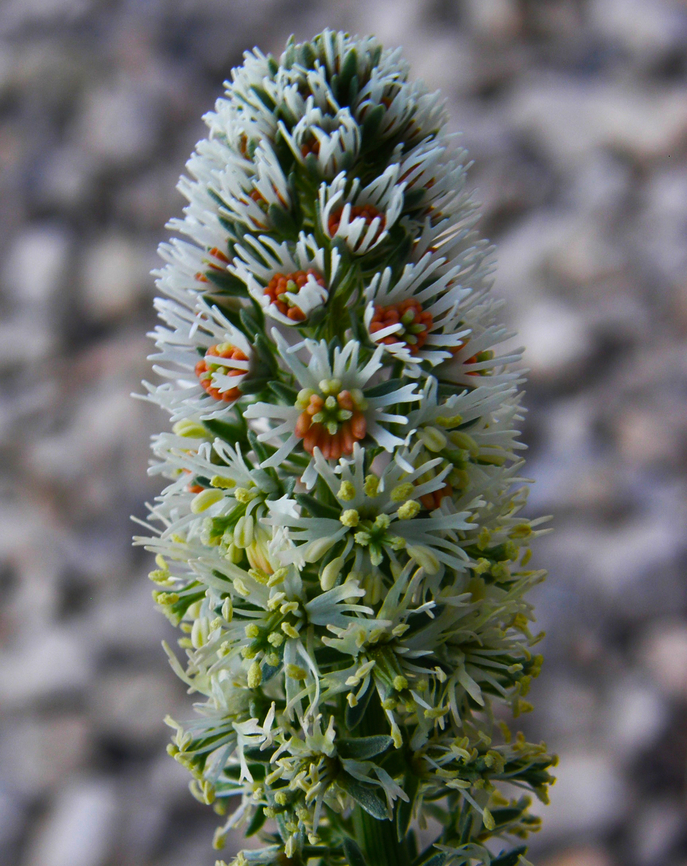 Reseda alba Cala de Finestrat. Geotagged,Reseda alba,Spain,Spring