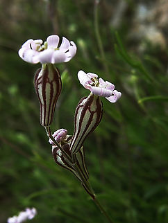 Silene secundiflora Cala de Finestrat.          Geotagged,Silene mazuda,Silene secundiflora,Spain,Spring