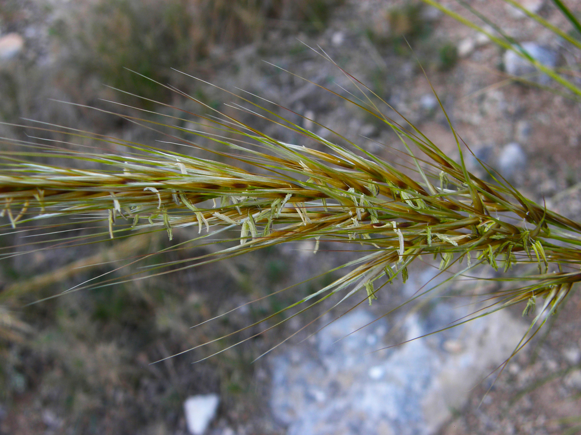 Stipa/Macrochloa tenacissima Cala de Finestrat.         Geotagged,Spain,Spring,Stipa tenacissima,Stipa_tenacissima