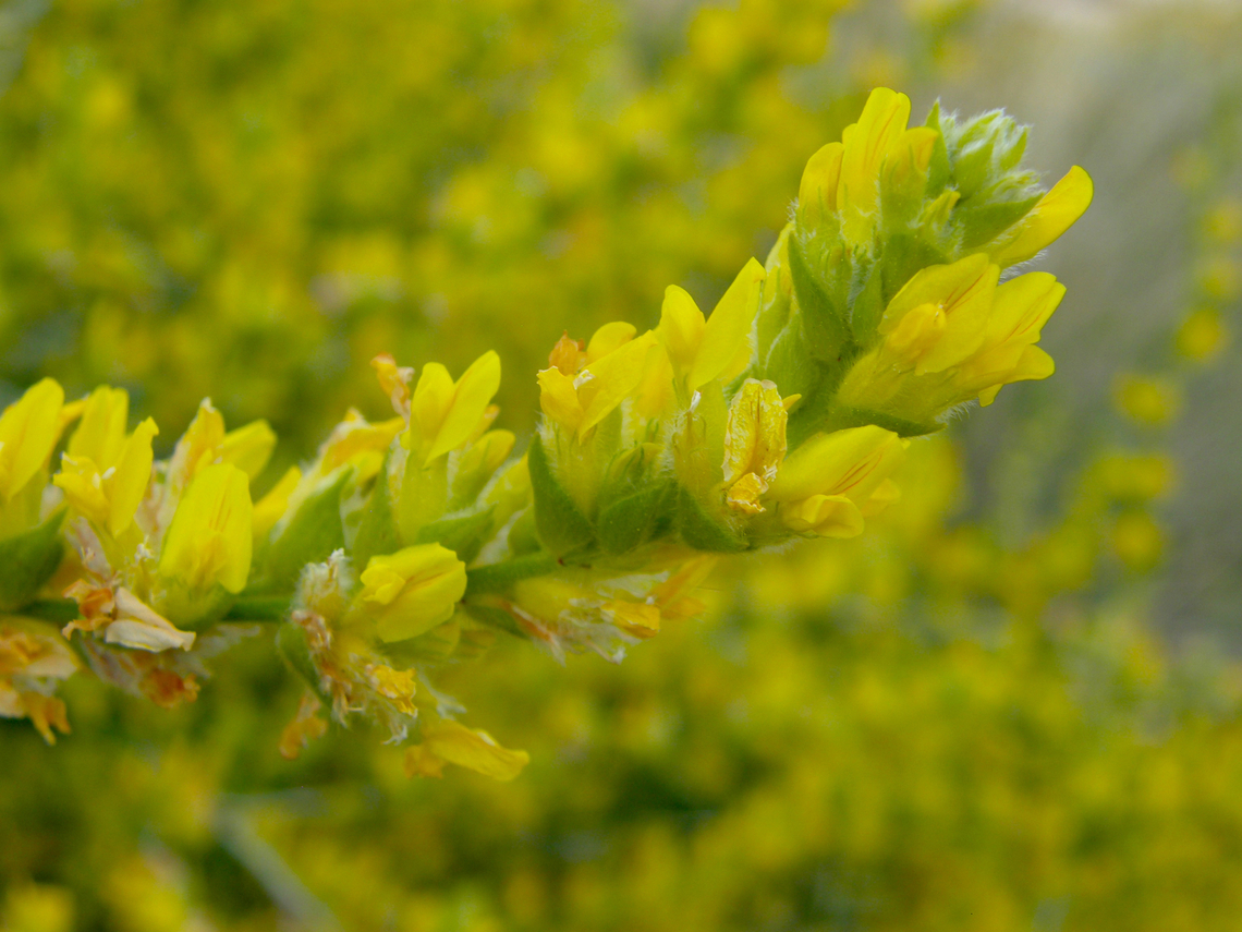 Anthyllis cytisoides Cala de Finestrat.<br />
<a href="http://www.apatita.com/herbario/especie.php?id=Anthyllis_cytisoides" rel="nofollow">http://www.apatita.com/herbario/especie.php?id=Anthyllis_cytisoides</a> Anthyllis cytisoides,Geotagged,Spain,Spring