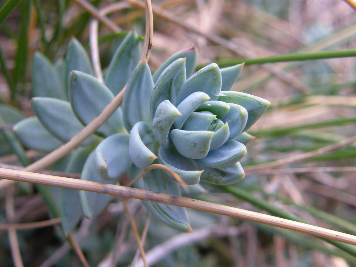 Pale Stonecrop - Pterosedum sediforme Cala de Finestrat. Geotagged,Pale Stonecrop,Petrosedum sediforme,Spain,Spring