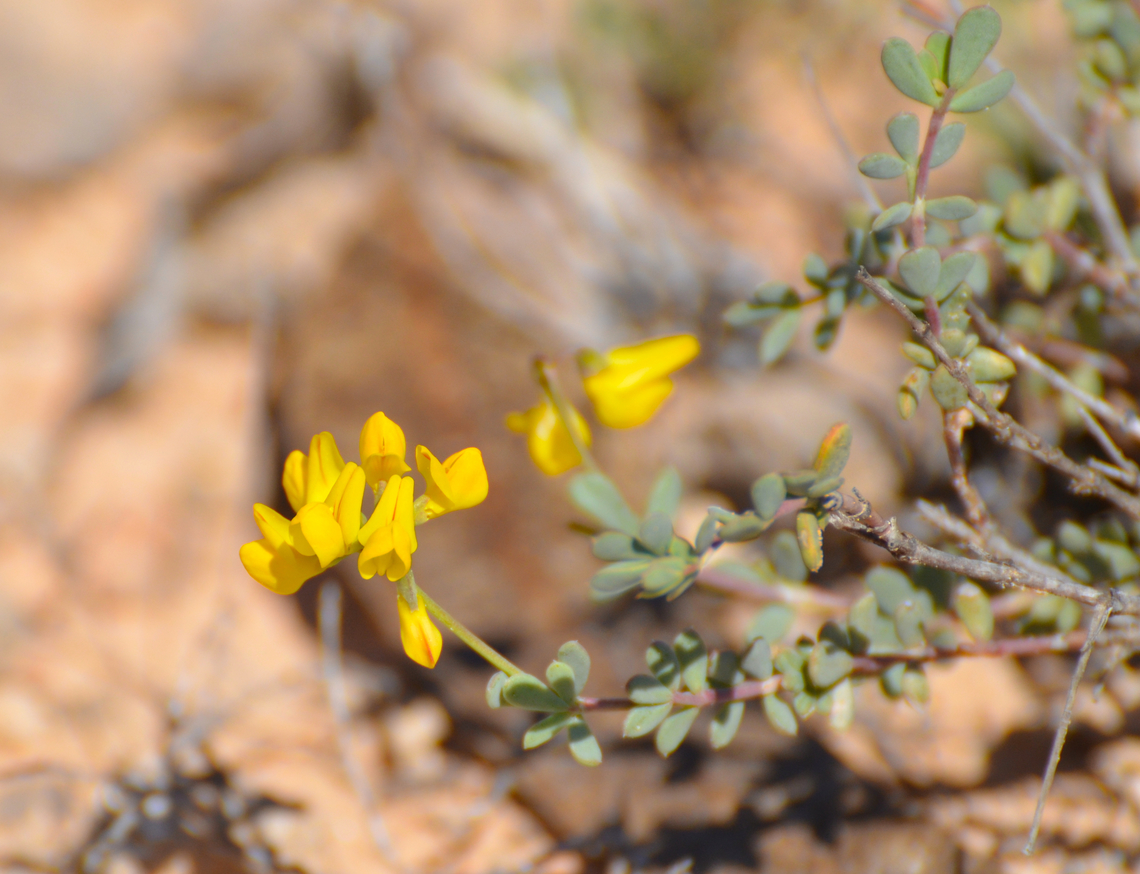 Coronilla minima Laguna de La Mata.<br />
<a href="http://www.apatita.com/herbario/especie.php?id=Coronilla_minima_subsp_lotoides" rel="nofollow">http://www.apatita.com/herbario/especie.php?id=Coronilla_minima_subsp_lotoides</a> Coronilla minima,Geotagged,Spain,Spring