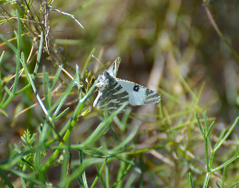 Green-striped White - Euchloe belemia Laguna de La Mata. Euchloe belemia,Geotagged,Green-striped White,Spain,Spring