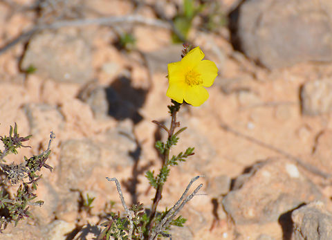 Chaparrilla - Fumana ericoides Laguna de La Mata.
http://www.apatita.com/herbario/especie.php?id=Fumana_ericoides Chaparrilla,Fumana ericoides,Geotagged,Spain,Spring
