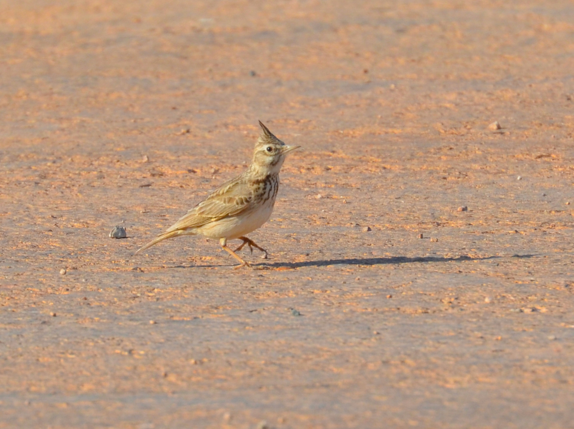 Thekla lark - Galerida theklae Laguna de La Mata. Galerida theklae,Geotagged,Spain,Spring,Thekla lark