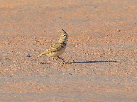 Thekla lark - Galerida theklae Laguna de La Mata. Galerida theklae,Geotagged,Spain,Spring,Thekla lark