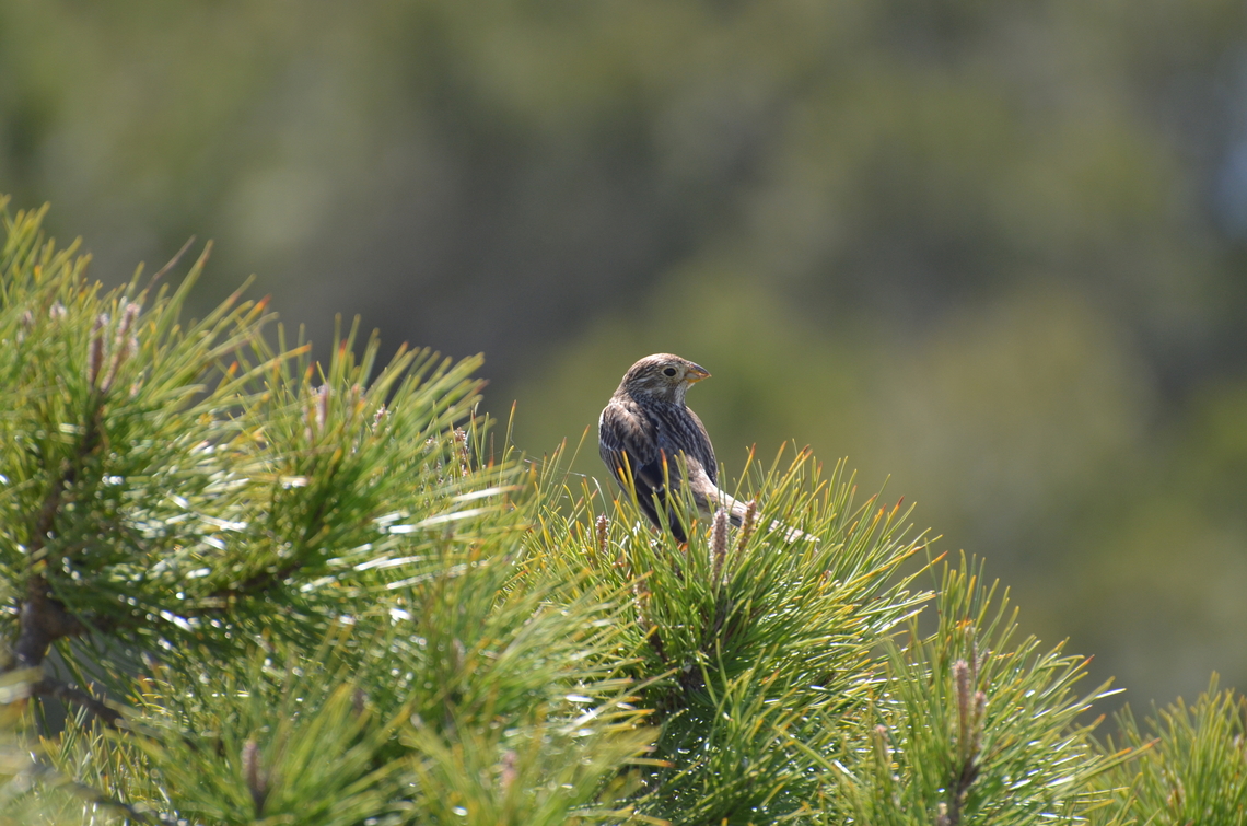Corn bunting - Emberiza calandra Laguna de La Mata. Corn bunting,Emberiza calandra,Geotagged,Spain,Spring