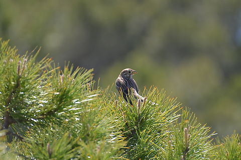 Corn bunting - Emberiza calandra Laguna de La Mata. Corn bunting,Emberiza calandra,Geotagged,Spain,Spring