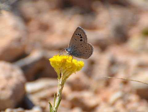 Black-eyed blue - Glaucopsyche melanops Laguna de La Mata. Black-eyed blue,Geotagged,Glaucopsyche melanops,Spain,Spring