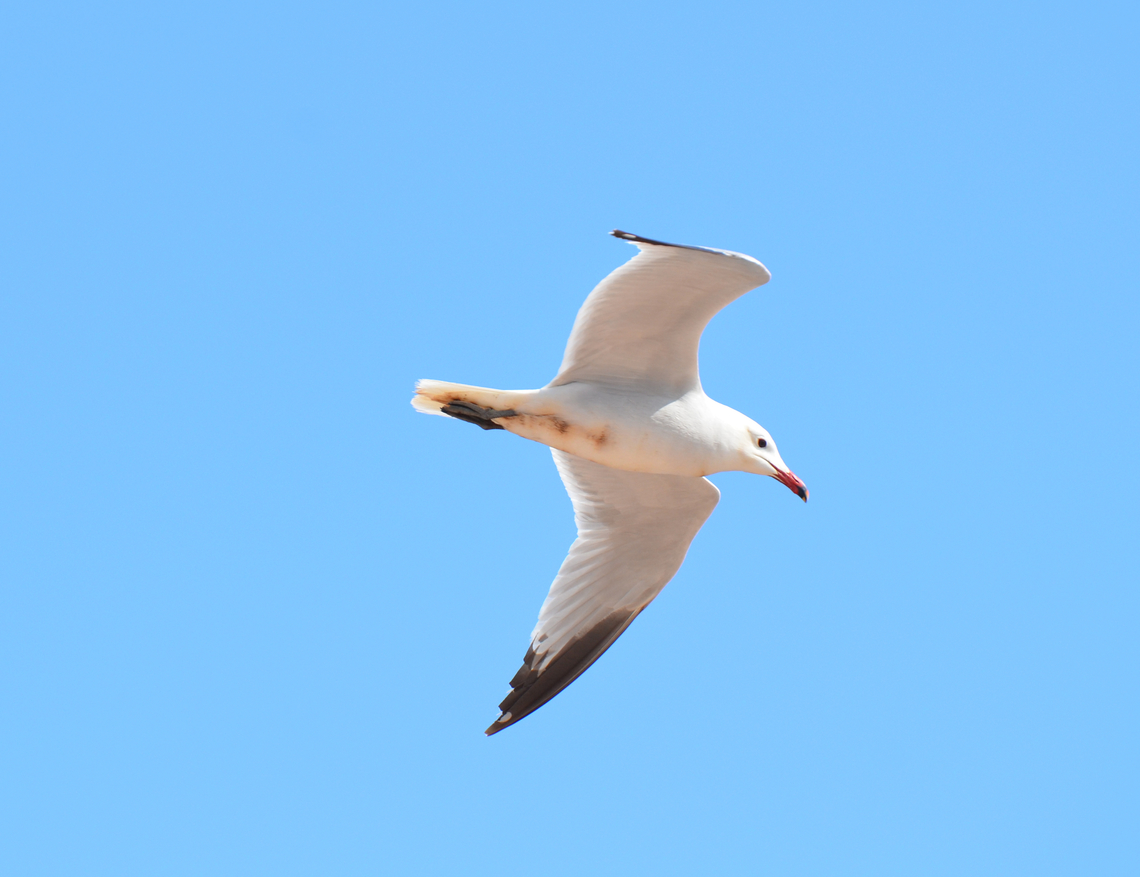 Audouins gull - Ichthyaetus audouinii Torrevieja&#039;s Port. Audouins gull,Geotagged,Ichthyaetus audouinii,Spain,Spring