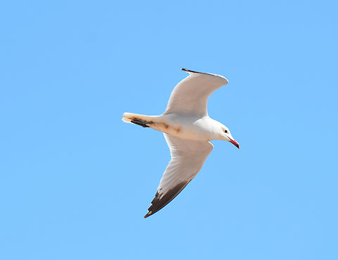 Audouins gull - Ichthyaetus audouinii Torrevieja's Port. Audouins gull,Geotagged,Ichthyaetus audouinii,Spain,Spring