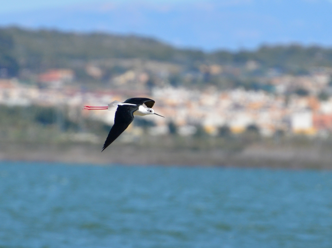 Black-winged stilt - Himantopus himantopus Laguna de La Mata. Black-winged stilt,Geotagged,Himantopus himantopus,Spain,Spring