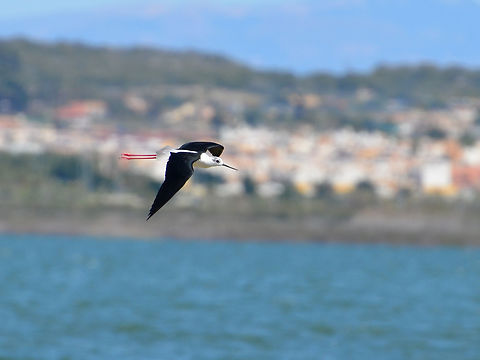 Black-winged stilt - Himantopus himantopus Laguna de La Mata. Black-winged stilt,Geotagged,Himantopus himantopus,Spain,Spring