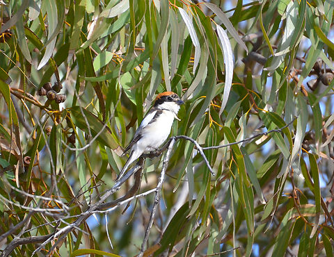 Woodchat shrike - Lanius senator Laguna de La Mata.  Geotagged,Lanius senator,Spain,Spring,Woodchat shrike