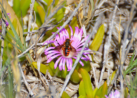 Rhodanthidium sticticum Playa Tamarit, Santa Pola. Geotagged,Mason Bee,Rhodanthidium sticticum,Spain,Spring
