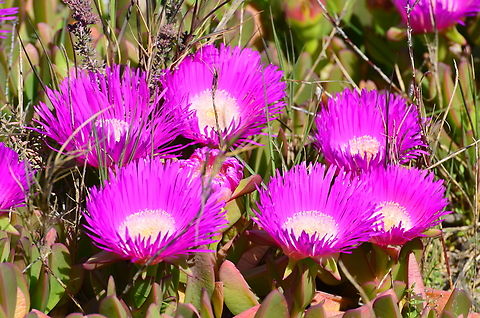 Sour fig - Carpobrotus edulis Playa Tamarit, Santa Pola.  Carpobrotus edulis,Geotagged,Sour fig,Spain,Spring