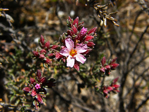 Tomillo sapero - Frankenia corymbosa Playa Tamarit, Santa Pola.    Frankenia_corymbosa,Geotagged,Spain,Spring,Tomillo sapero