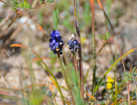 Starch grape hyacinth - Muscari neglectum Playa Tamarit, Santa Pola. 
http://www.apatita.com/herbario/especie.php?id=Muscari_neglectum Geotagged,Muscari neglectum,Spain,Spring,Starch grape hyacinth