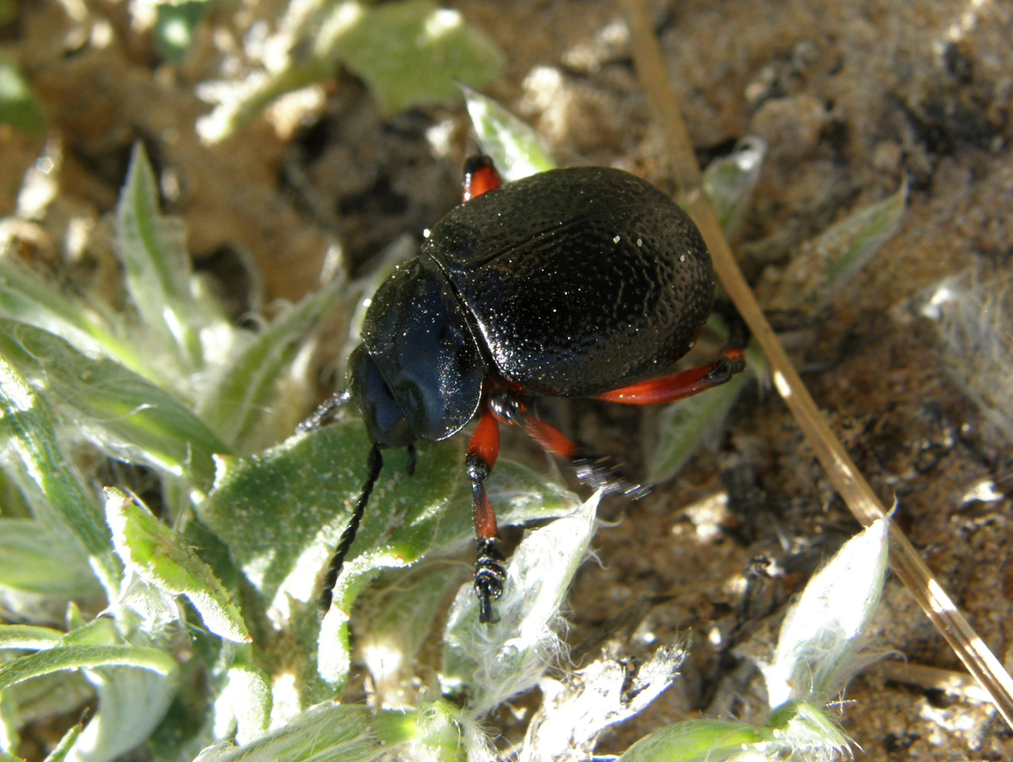 Chrysolina bankii Laguna de La Mata, Torrevieja.     Chrysolina bankii,Geotagged,Spain,Spring