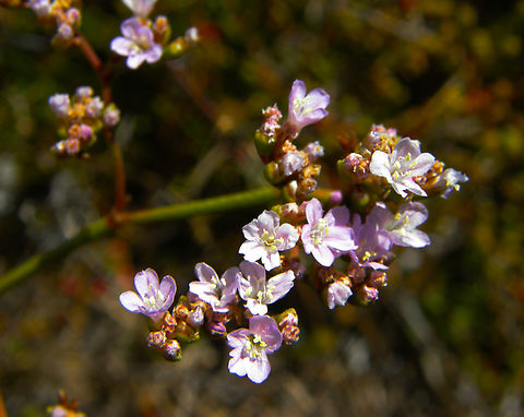 Siempreviva de flor blanca - Limonium_cossonianum Endemic plant seen in Playa Tamarit, very close to the salines of Santa Pola.
http://www.apatita.com/herbario/especie.php?id=Limonium_cossonianum Geotagged,Limonium cossonianum,Siempreviva de flor blanca,Spain,Spring