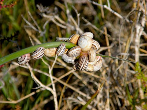White Italian snail - Theba pisana Playa Tamarit, Santa Pola. Geotagged,Spain,Spring,Theba pisana,White Italian snail