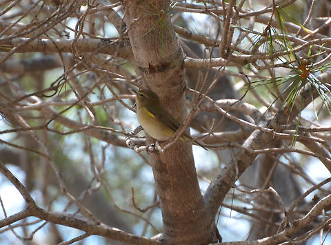 Common chiffchaff - Phylloscopus collybita Playa Tamarit, Santa Pola.  Common chiffchaff,Geotagged,Phylloscopus collybita,Spain,Spring