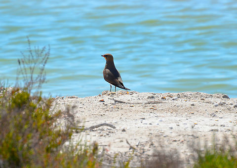 Collared pratincole - Glareola pratincola Playa Pinet. Geotagged,Glareola pratincola,Spain,Spring,collared pratincole