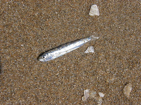 European anchovy - Engraulis encrasicolus Playa Pinet. Engraulis encrasicolus,European anchovy,Geotagged,Spain,Spring
