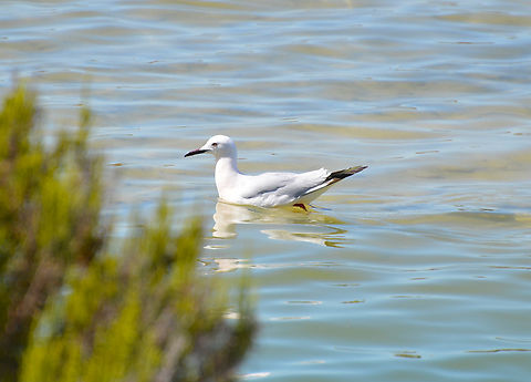 Slender-billed gull - Chroicocephalus genei Playa Pinet.  Chroicocephalus genei,Geotagged,Slender-billed gull,Spain,Spring