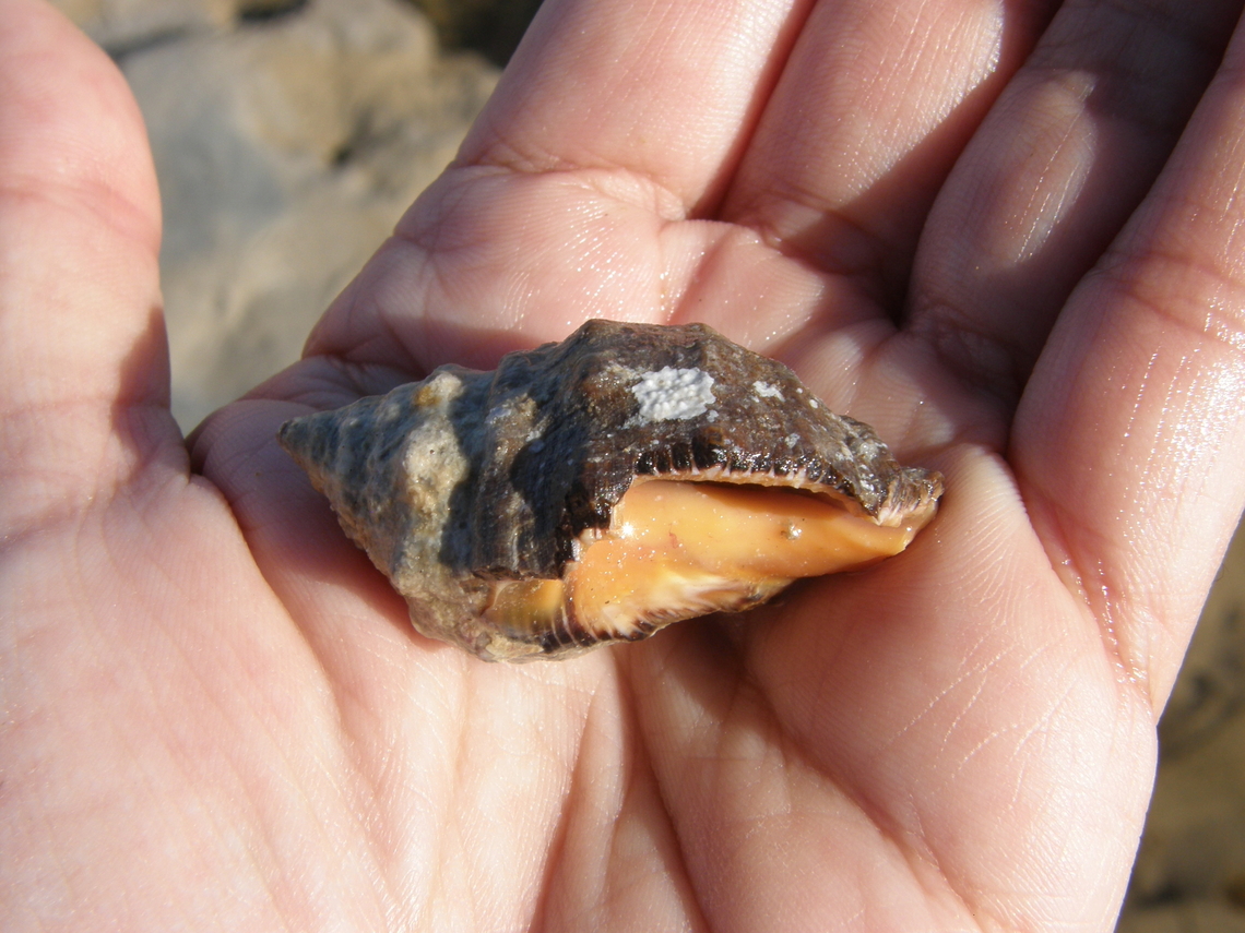 Red-mouthed rock shell - Stramonita haemastoma Playa Pinet.<br />
Also found in the Mediterranean Sea:<br />
<a href="https://laguiadelacuario.es/invertebrados-marinos/thais-haemastoma/" rel="nofollow">https://laguiadelacuario.es/invertebrados-marinos/thais-haemastoma/</a> Geotagged,Spain,Spring,Stramonita haemastoma