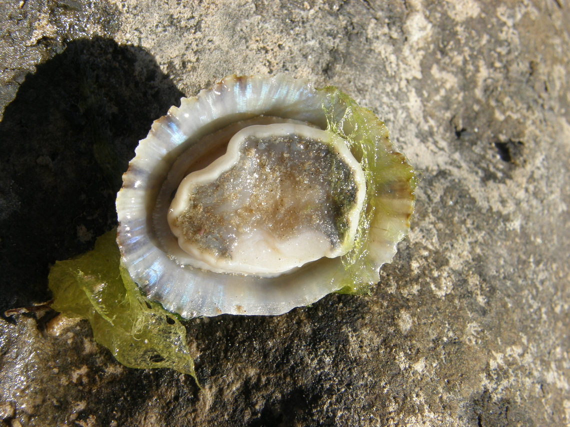 Lapa - Patella caerulea Playa Pinet. Geotagged,Patella caerulea,Spain,Spring