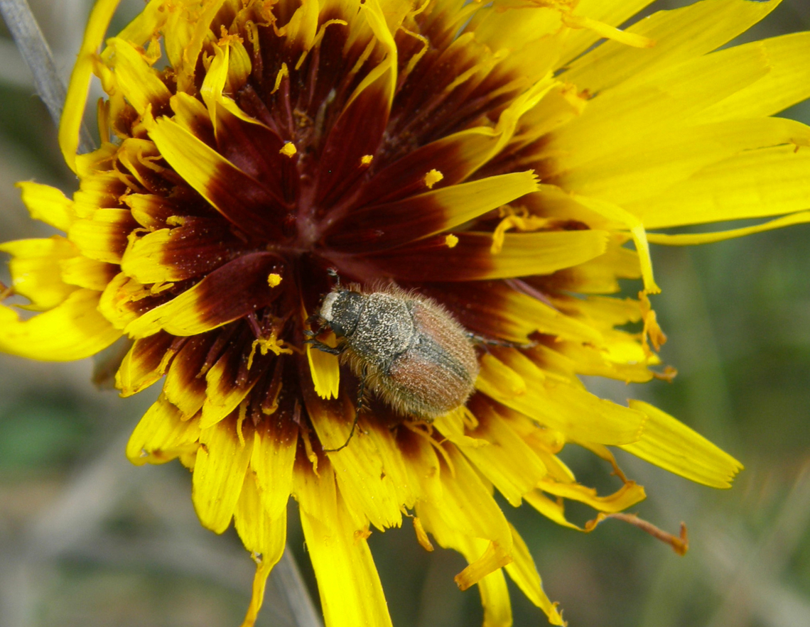 Paratriodonta alicantina Endemic species, seen in Laguna de La Mata, Torrevieja.<br />
 Beetle Parattriodonta alicantina,Geotagged,Parattriodonta alicantina,Spain,Spring
