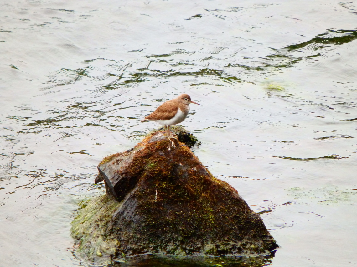 Common Sandpiper - Actitis hypoleucos River Tummel, Scotland 2013. Actitis hypoleucos,Common sandpiper,Geotagged,Summer,United Kingdom