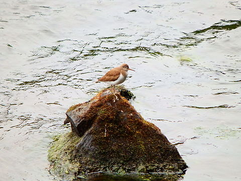 Common Sandpiper - Actitis hypoleucos River Tummel, Scotland 2013. Actitis hypoleucos,Common sandpiper,Geotagged,Summer,United Kingdom