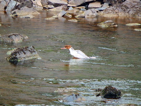 Common merganser - Mergus merganser River Tummel, Scotland 2013.  Common merganser,Geotagged,Mergus merganser,Summer,United Kingdom
