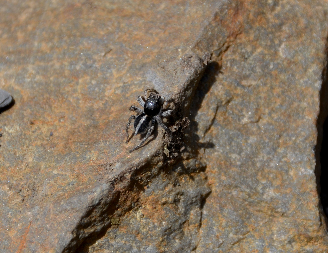 Aelurillus v-insignitus Male Plombieres, May 2016.<br />
<a href="https://jessica-joachim.com/arachnides-2/arachnides/salticidae/aelurillus-v-insignitus/" rel="nofollow">https://jessica-joachim.com/arachnides-2/arachnides/salticidae/aelurillus-v-insignitus/</a> Aelurillus v-insignitus,Belgium,Geotagged,Spring