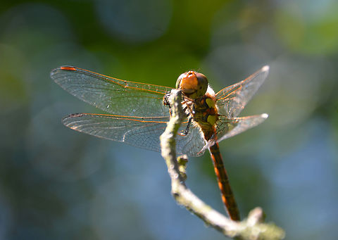 Common Darter - Sympetrum striolatum, male Ter Yde, July 2016. Belgium,Common Darter,Geotagged,Summer,Sympetrum striolatum