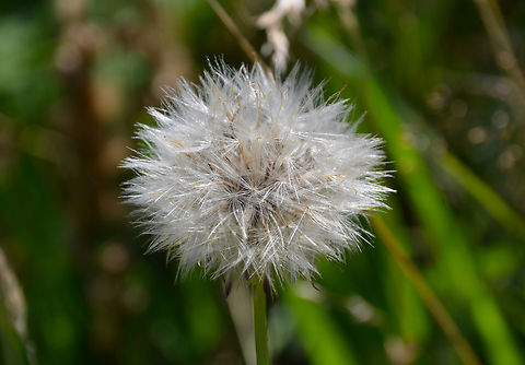 Red-seeded Dandelion - Taraxacum erythrospermum Ter Yde, July 2016. Belgium,Geotagged,Red-seeded Dandelion,Summer,Taraxacum erythrospermum