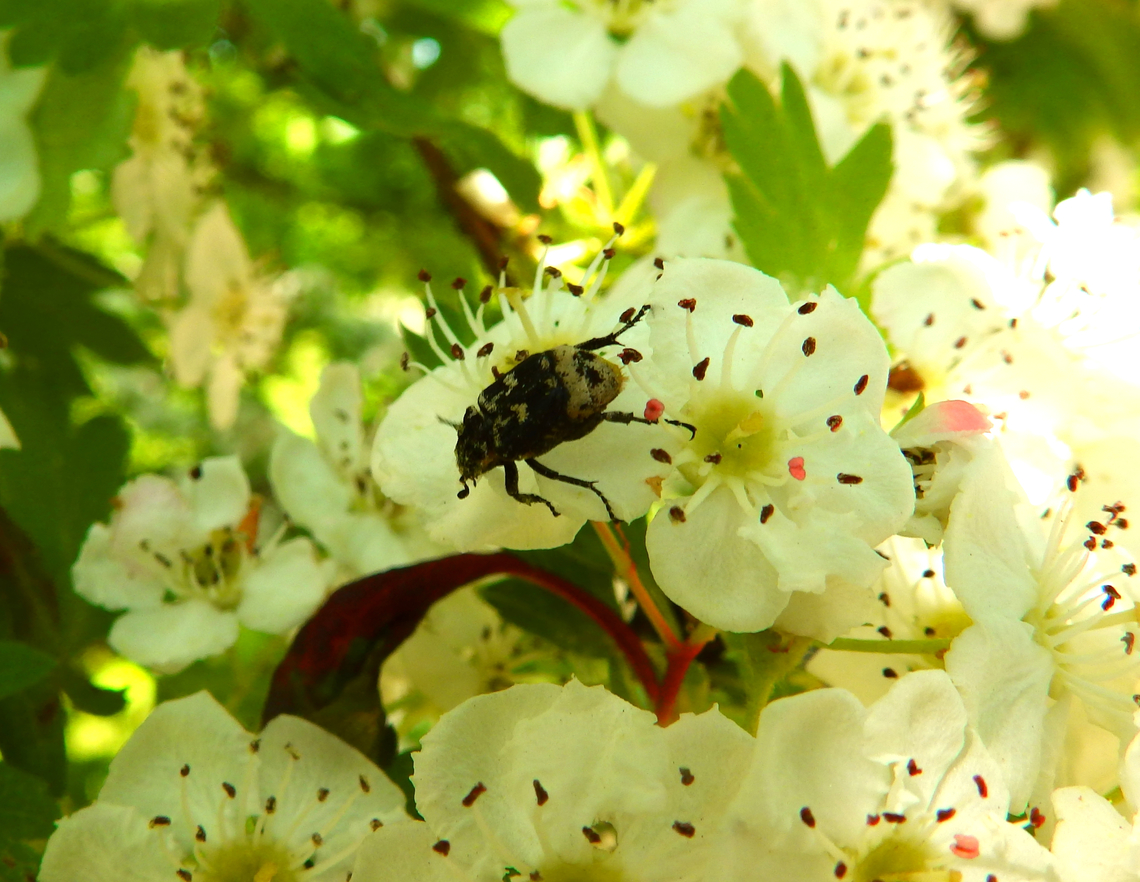 Valgus hemipterus St Pietersberg, Maastricht (Holland).<br />
<a href="https://waarnemingen.be/species/19289/" rel="nofollow">https://waarnemingen.be/species/19289/</a><br />
<a href="https://waarneming.nl/species/19289/" rel="nofollow">https://waarneming.nl/species/19289/</a> Geotagged,Netherlands,Spring,Valgus hemipterus