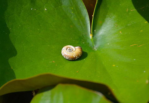 Planorbis planorbis Doode Bemde. Belgium,Geotagged,Planorbis planorbis,Summer