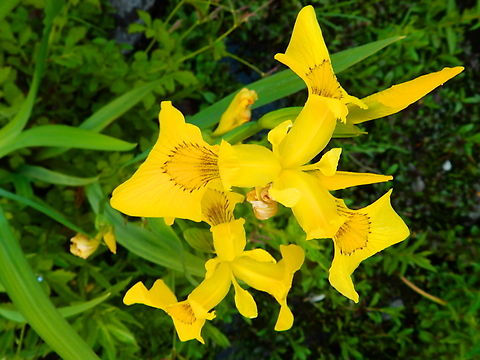 Yellow flag - Iris pseudacorus Zoete Waters, Belgium. Belgium,Geotagged,Iris pseudacorus,Spring,Yellow flag
